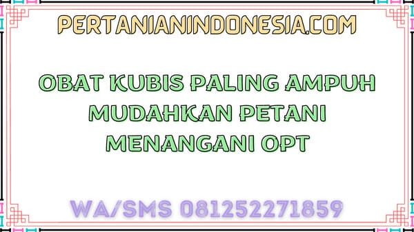 Obat Kubis Paling Ampuh Mudahkan Petani Menangani OPT